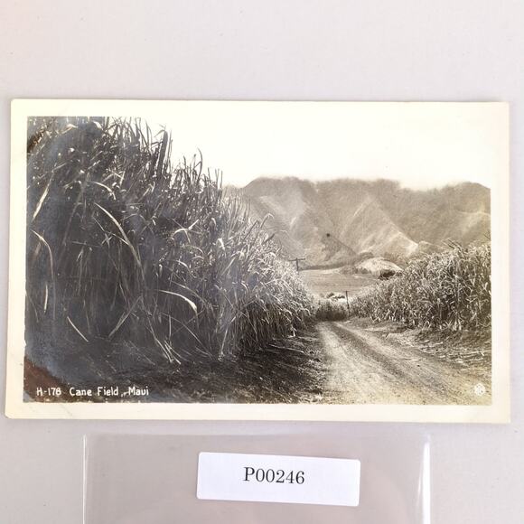Vintage Sugar Cane Field Maui Hawaii Postcard Real Photo Undivided 1930s RPCC - Picture 1 of 2